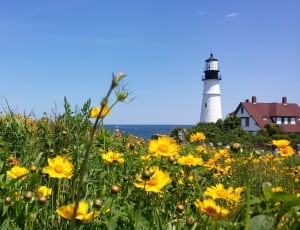white lighthouse and yellow sunflowers thumbnail
