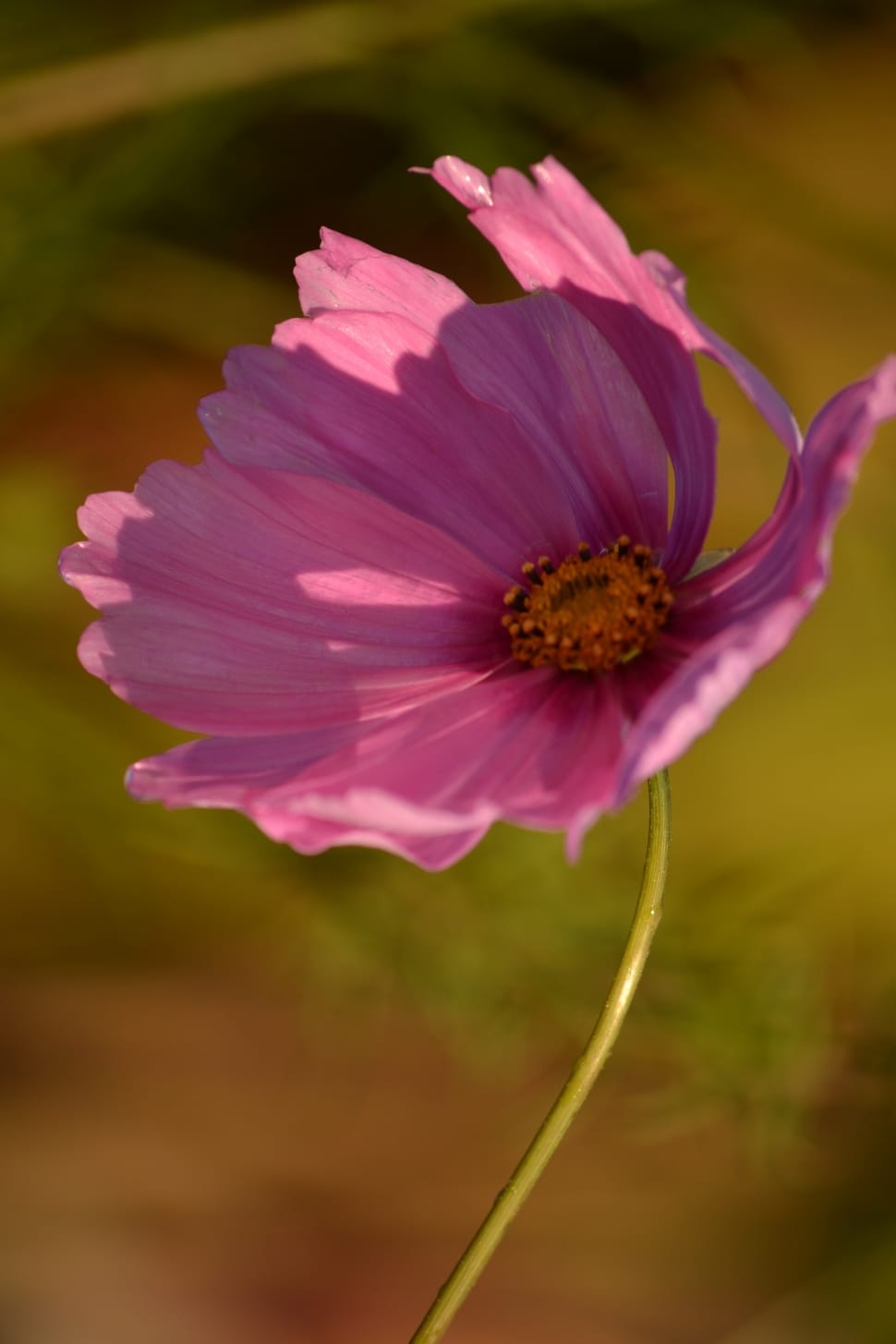 purple and pink flower preview