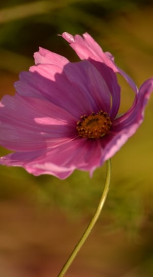purple and pink flower thumbnail