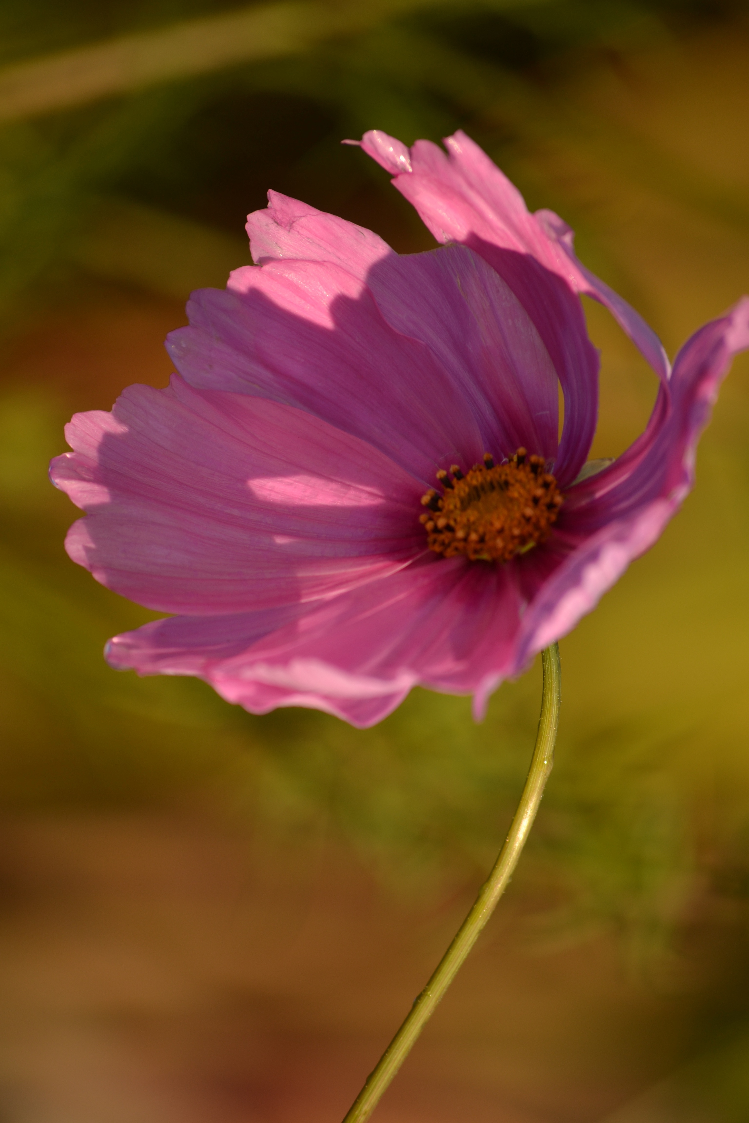 purple and pink flower