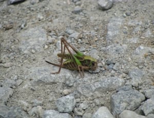 green and brown cricket thumbnail