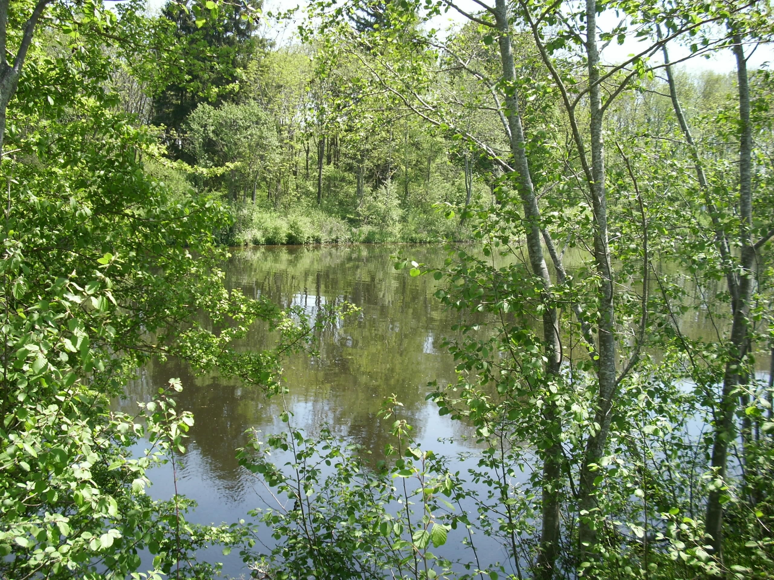 body of water near the forest