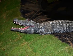 gray crocodile plastic decor thumbnail