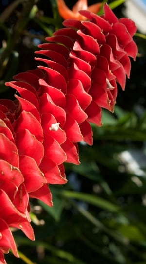 red tower ginger flower thumbnail