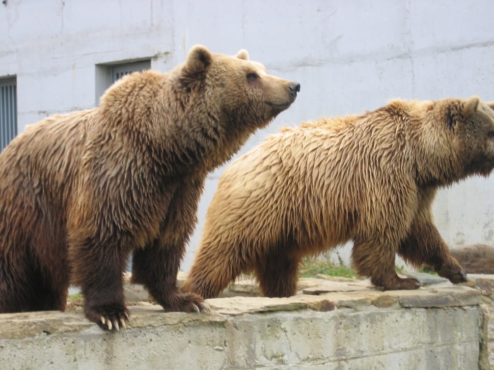 2 grizzly bears preview