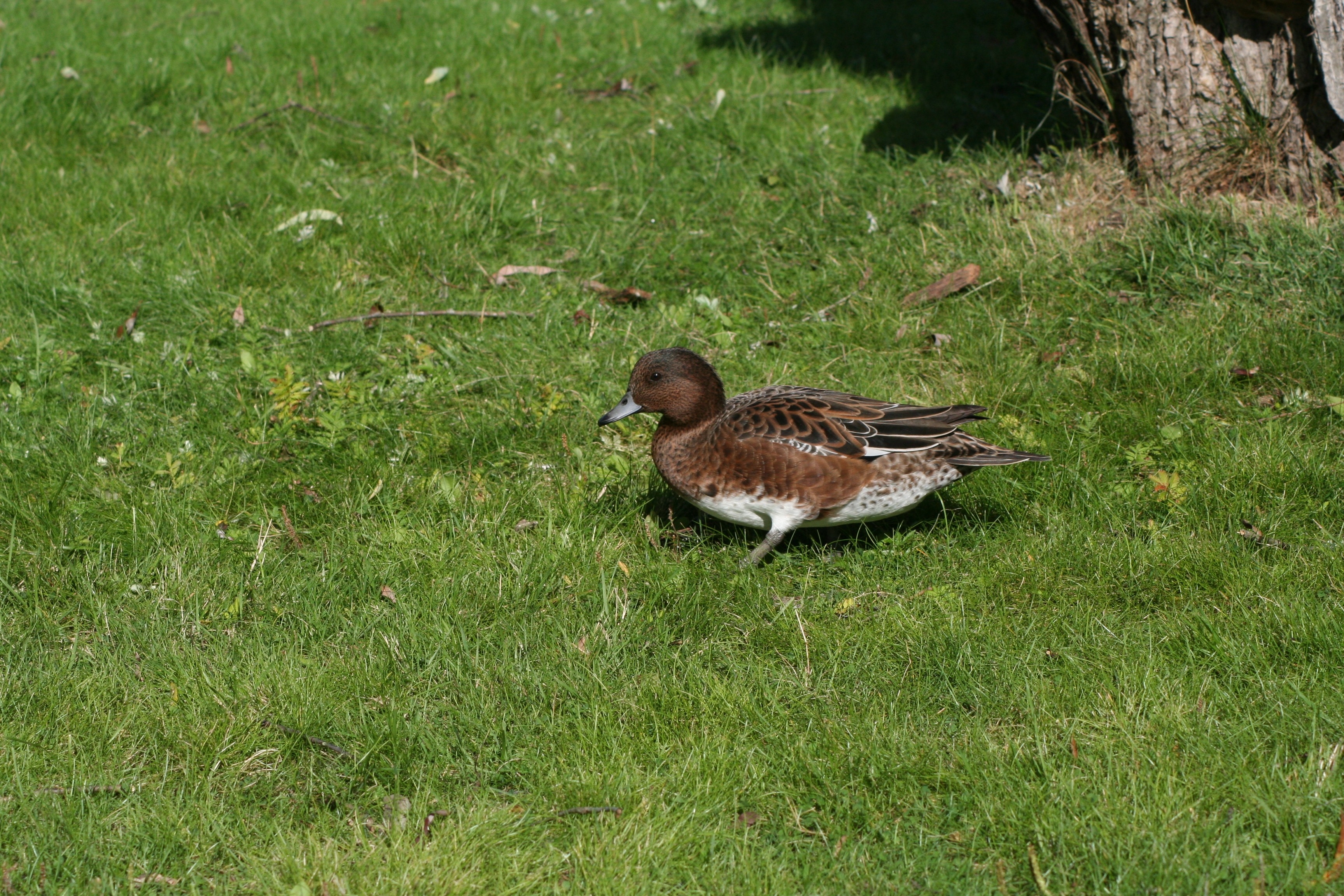 brown and white bird