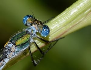 green and blue dragonfly thumbnail