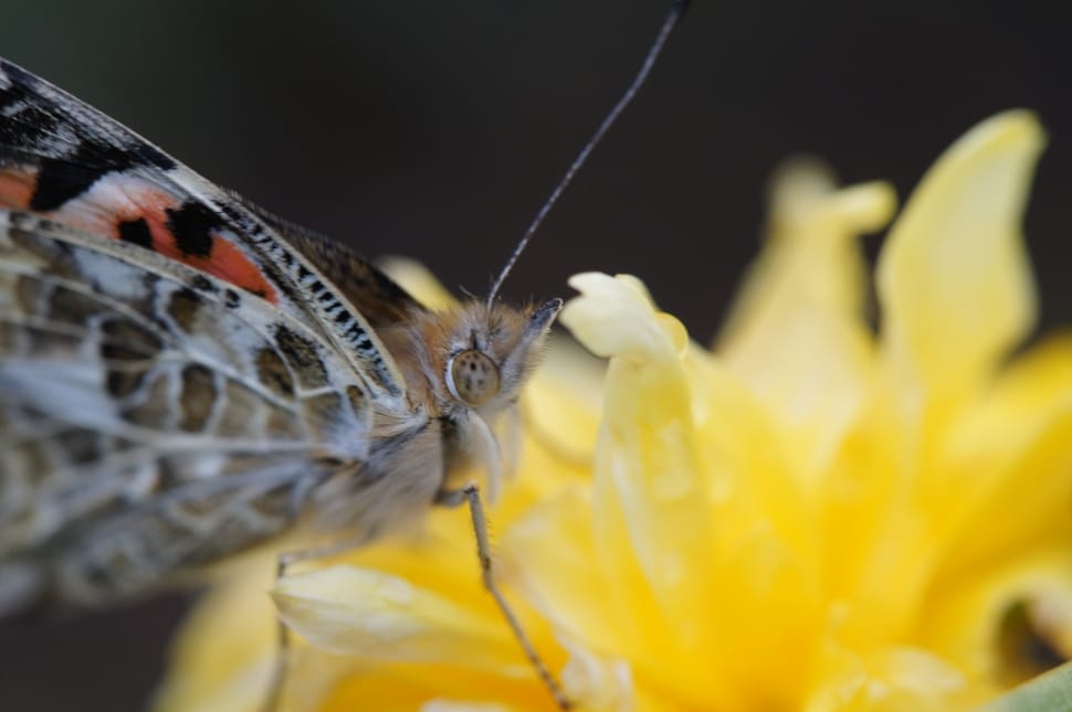 brown, white, and orange butterfly perched on yellow petaled flower preview
