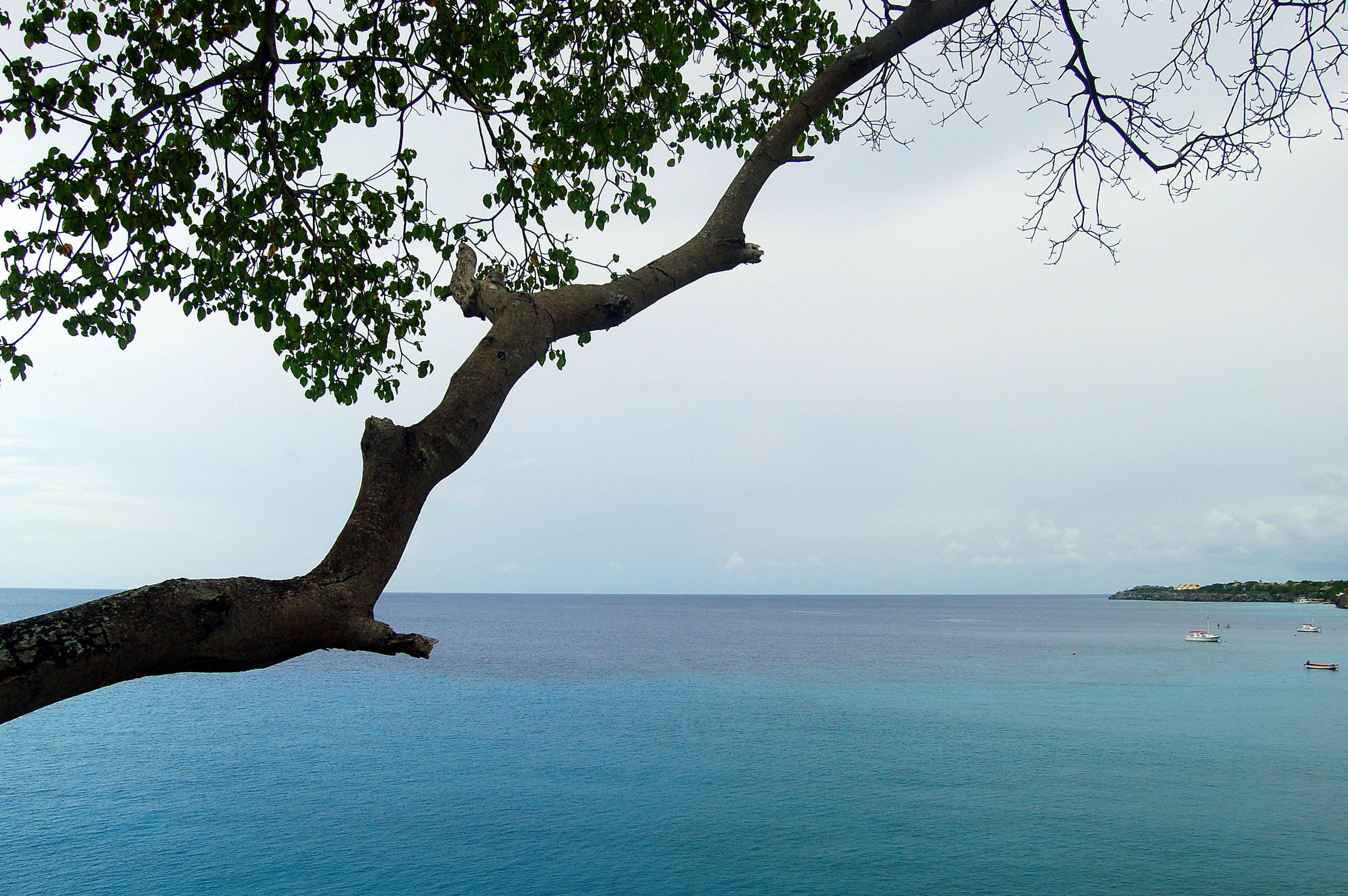 green leafed tree