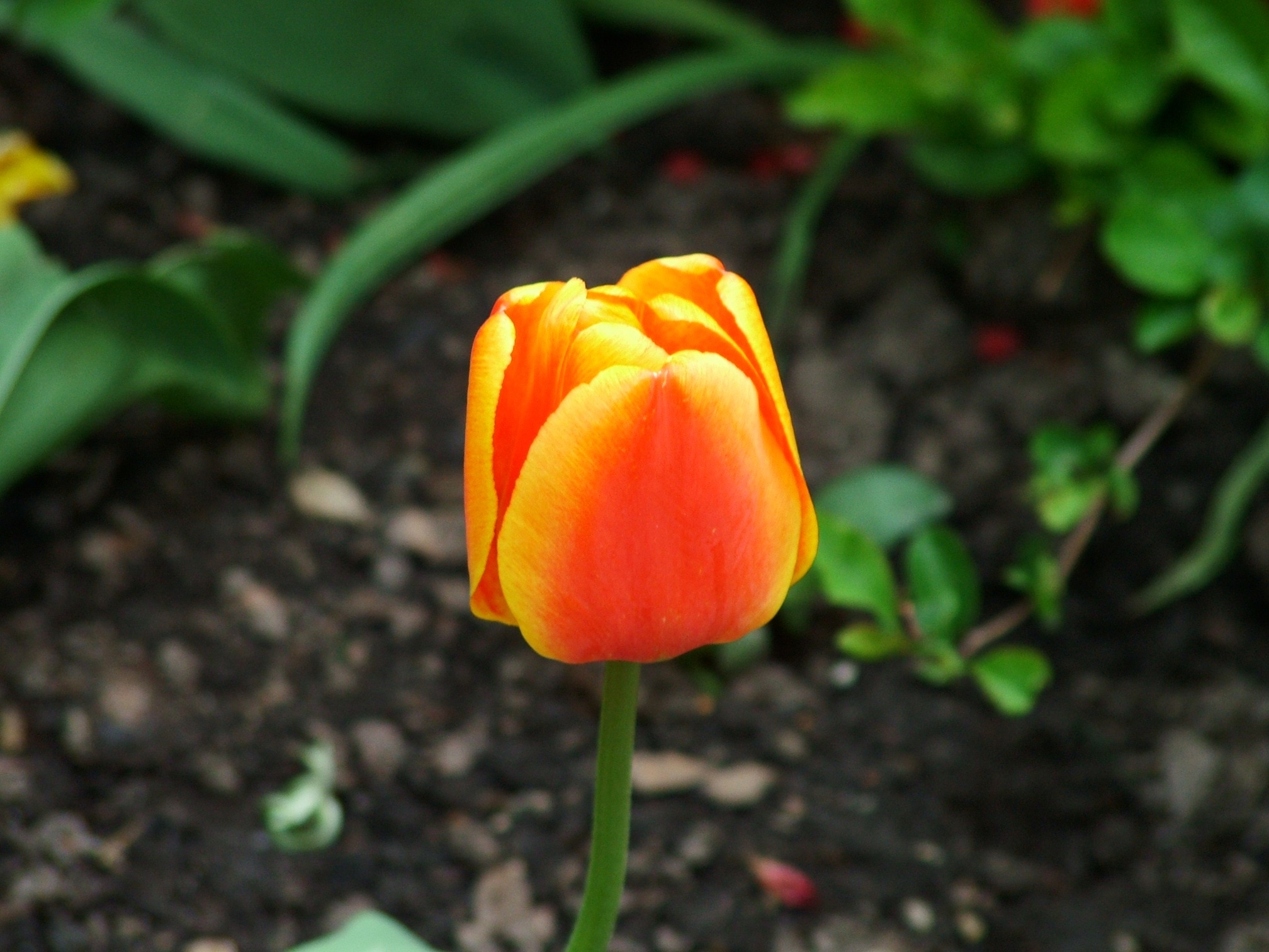 orange and yellow petaled flower