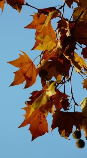 brown maple leaves thumbnail