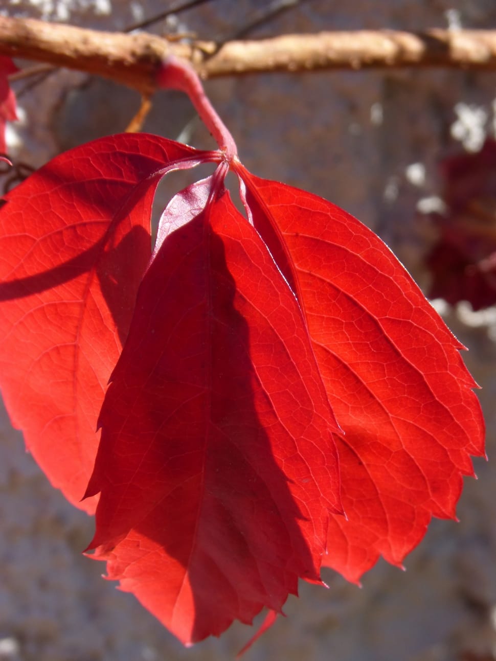 selective focus photography of red leaf preview