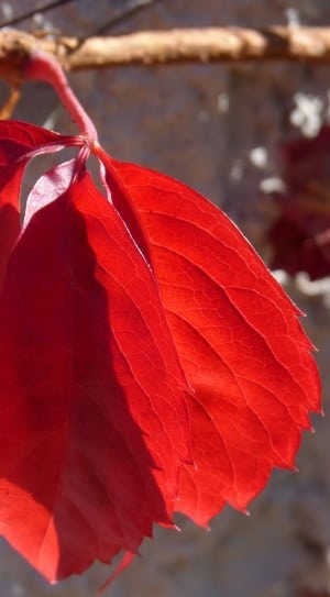 selective focus photography of red leaf thumbnail