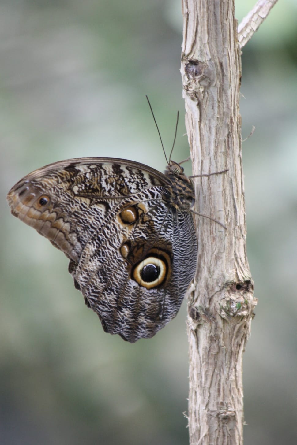 owl butterfly preview