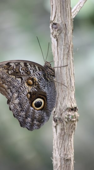 owl butterfly thumbnail