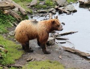 grizzly bear thumbnail