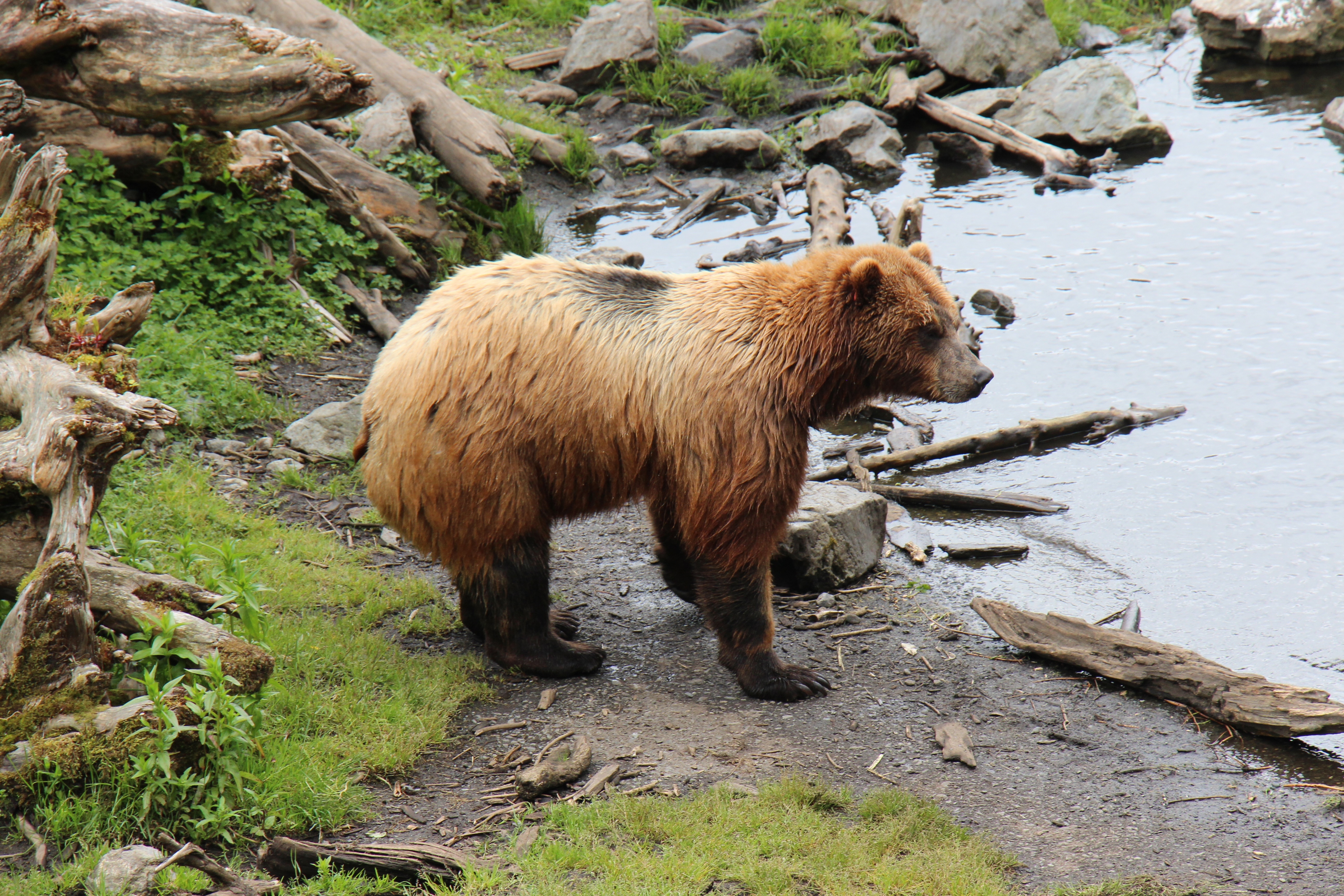 Обитатели аляски. Бурый медведь на Аляске. Дикая природа Аляски. Беар Браун Аляска. Аляска медведи.