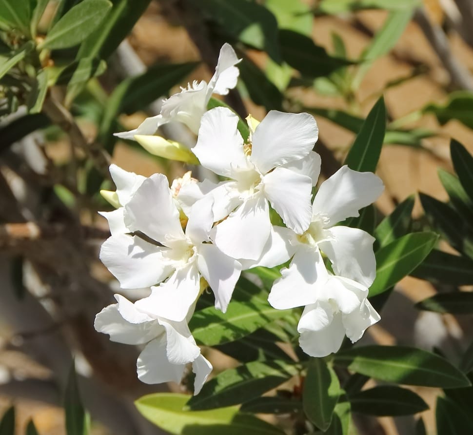 white 5 petaled flower preview