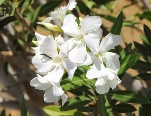 white 5 petaled flower thumbnail