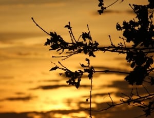 silhouette of tree leaves thumbnail