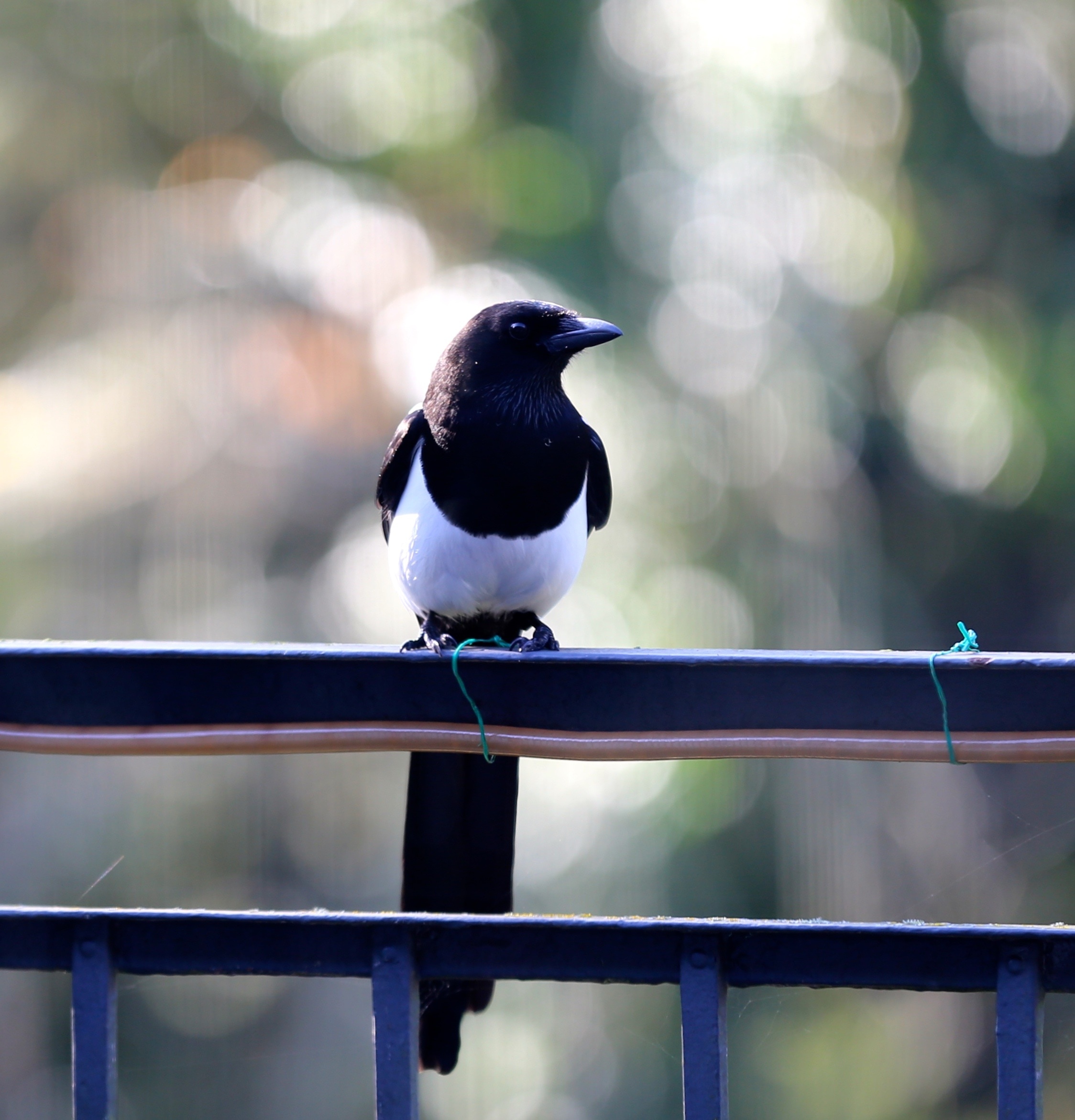 white and black feathered bird