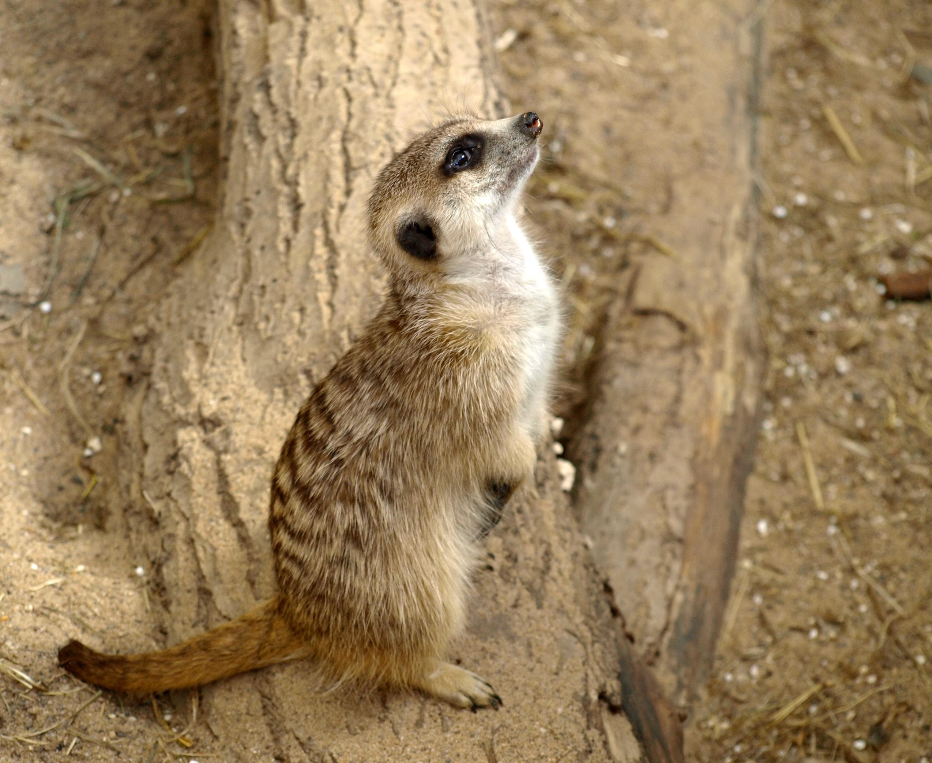 brown meerkat