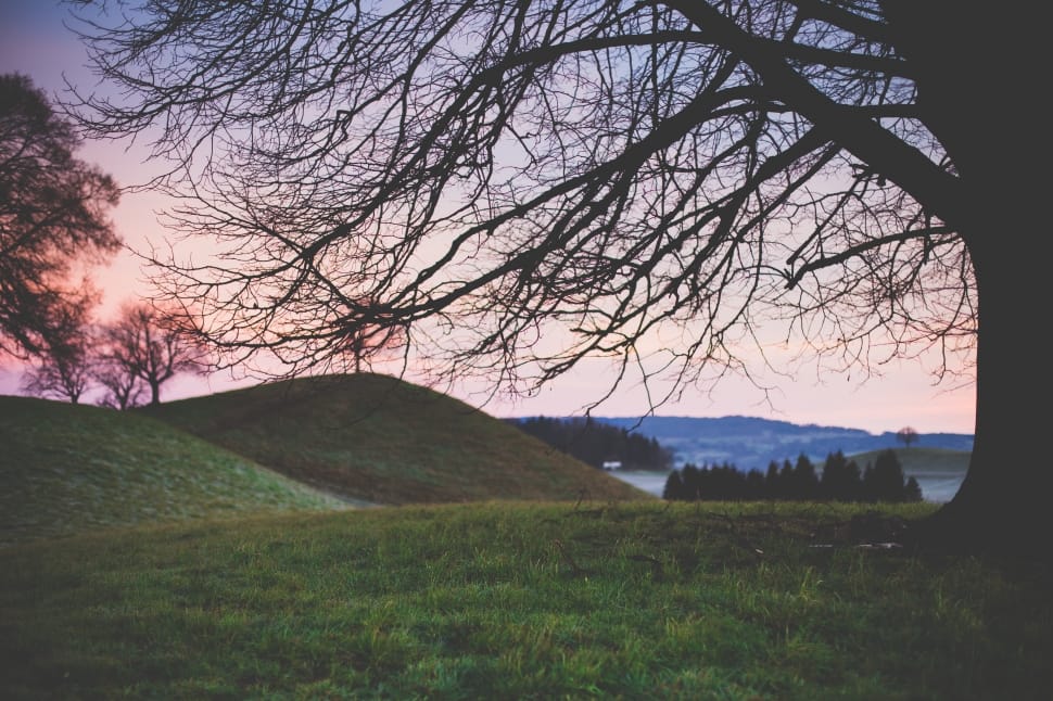leafless tree in the green grass land photograph preview