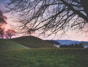 leafless tree in the green grass land photograph thumbnail