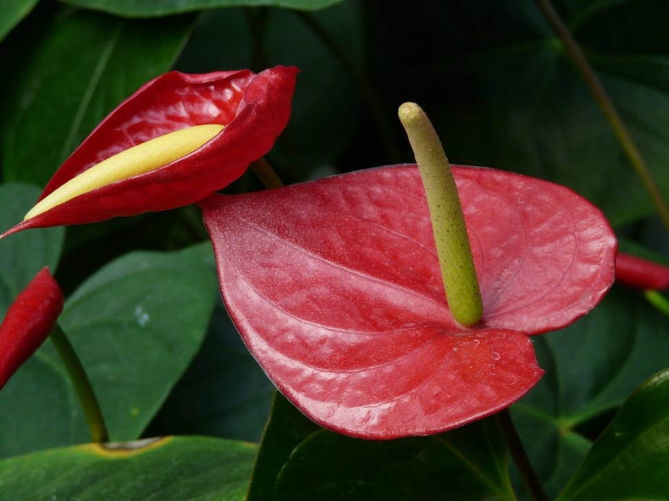 red anthuriums preview