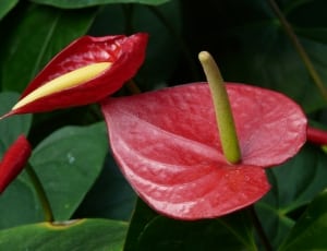 red anthuriums thumbnail