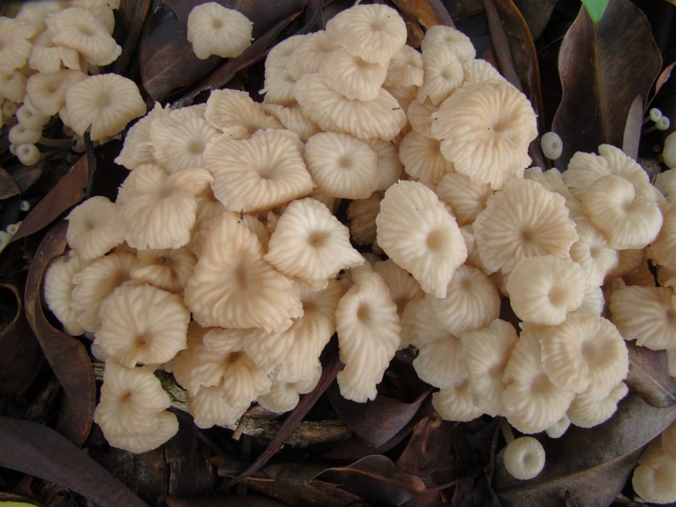 white mushroom lot preview