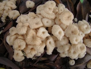 white mushroom lot thumbnail