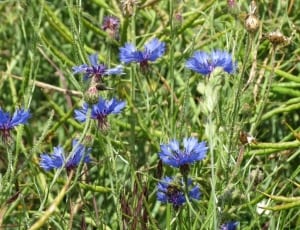 blue multi petal flowers thumbnail