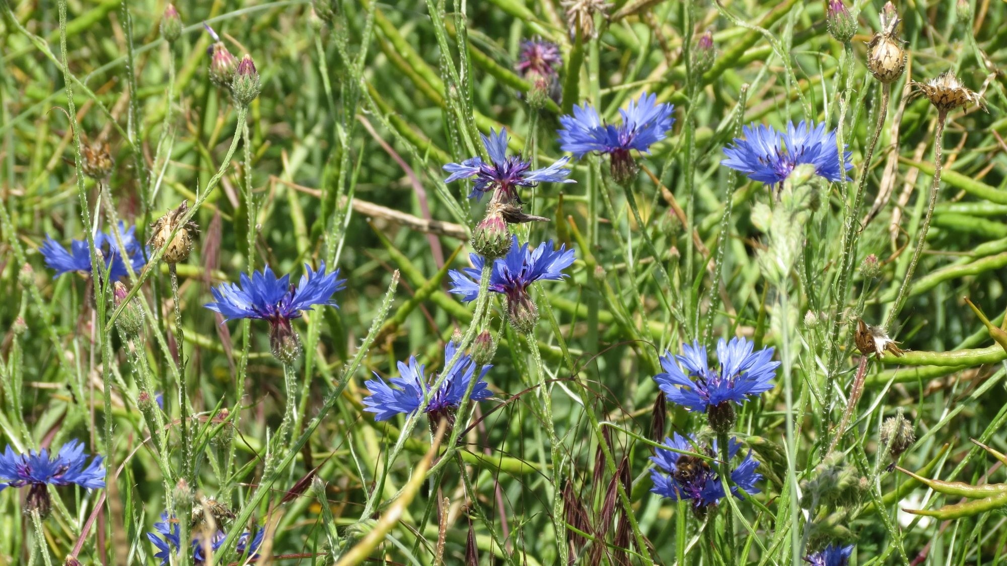 blue multi petal flowers