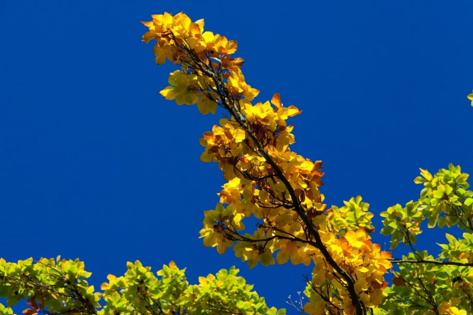 yellow clustered flower preview