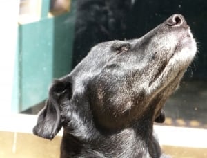 black short coated dog thumbnail