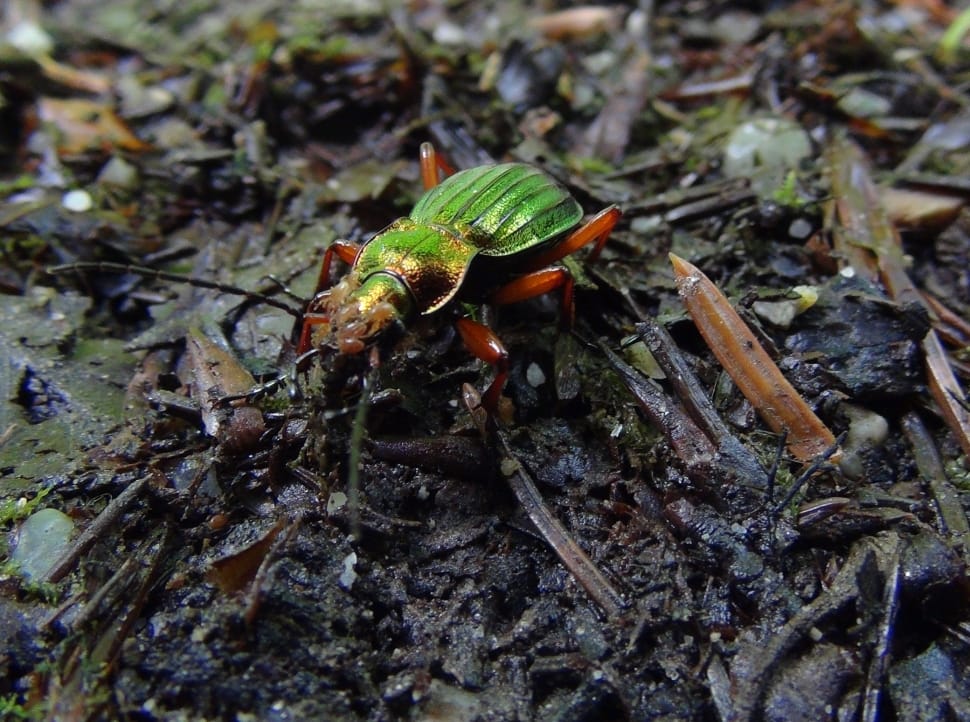 green and red forest insect preview