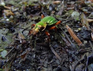 green and red forest insect thumbnail
