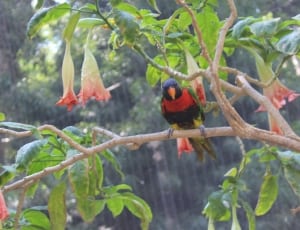 red and black orange-beaked bird thumbnail