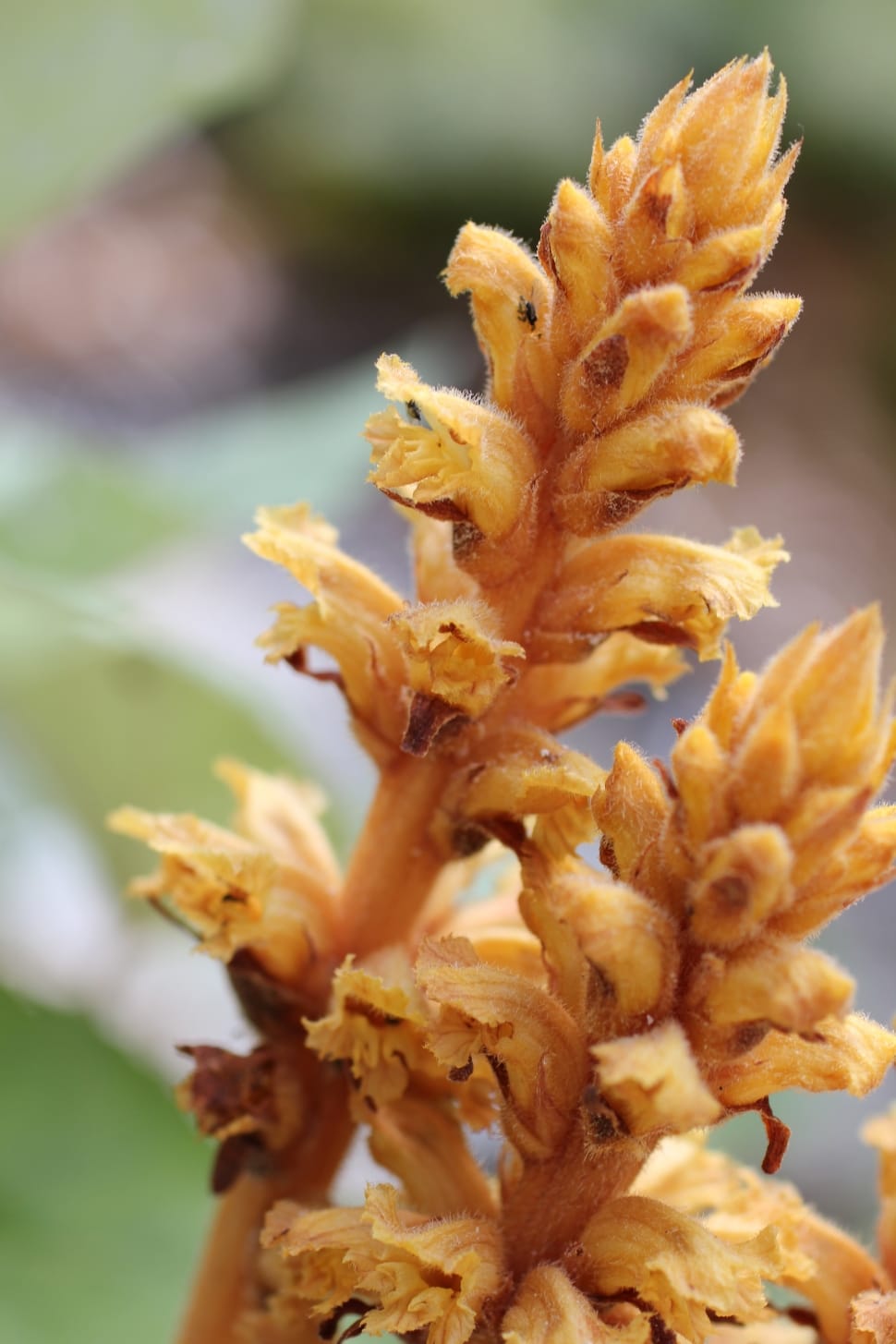 yellow salvia buds preview