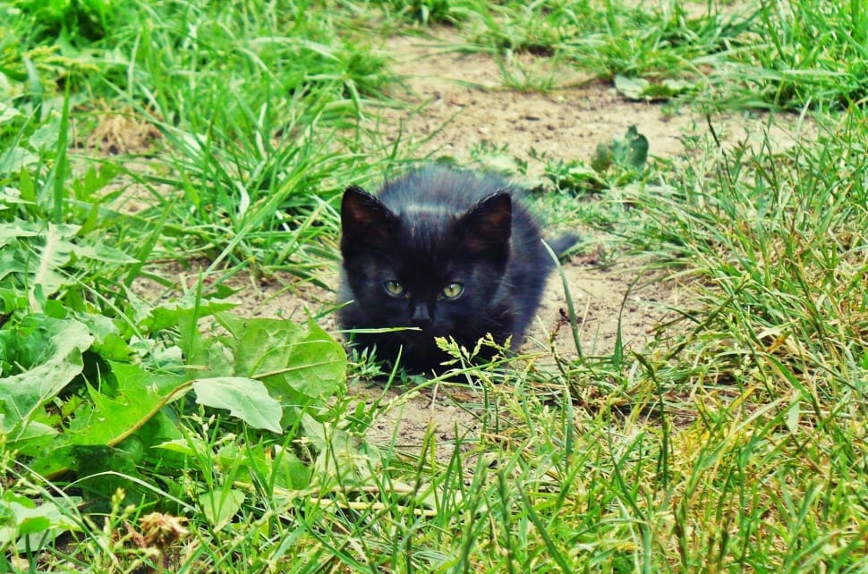 black short fur cat free image | Peakpx