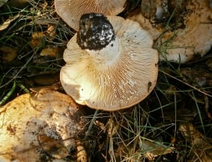 beige wild mushrooms thumbnail