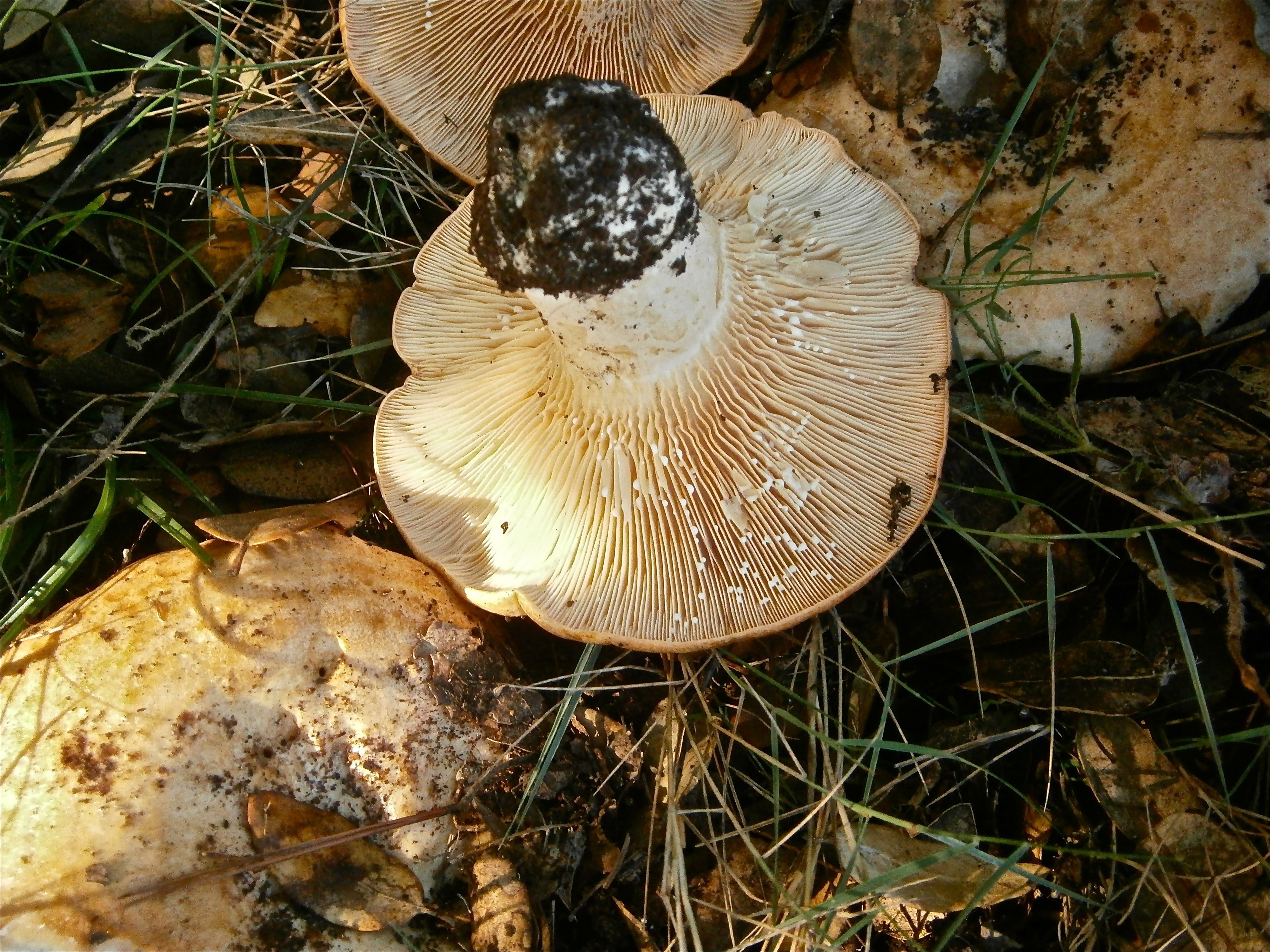 beige wild mushrooms