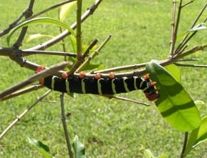 black and green caterpillar thumbnail