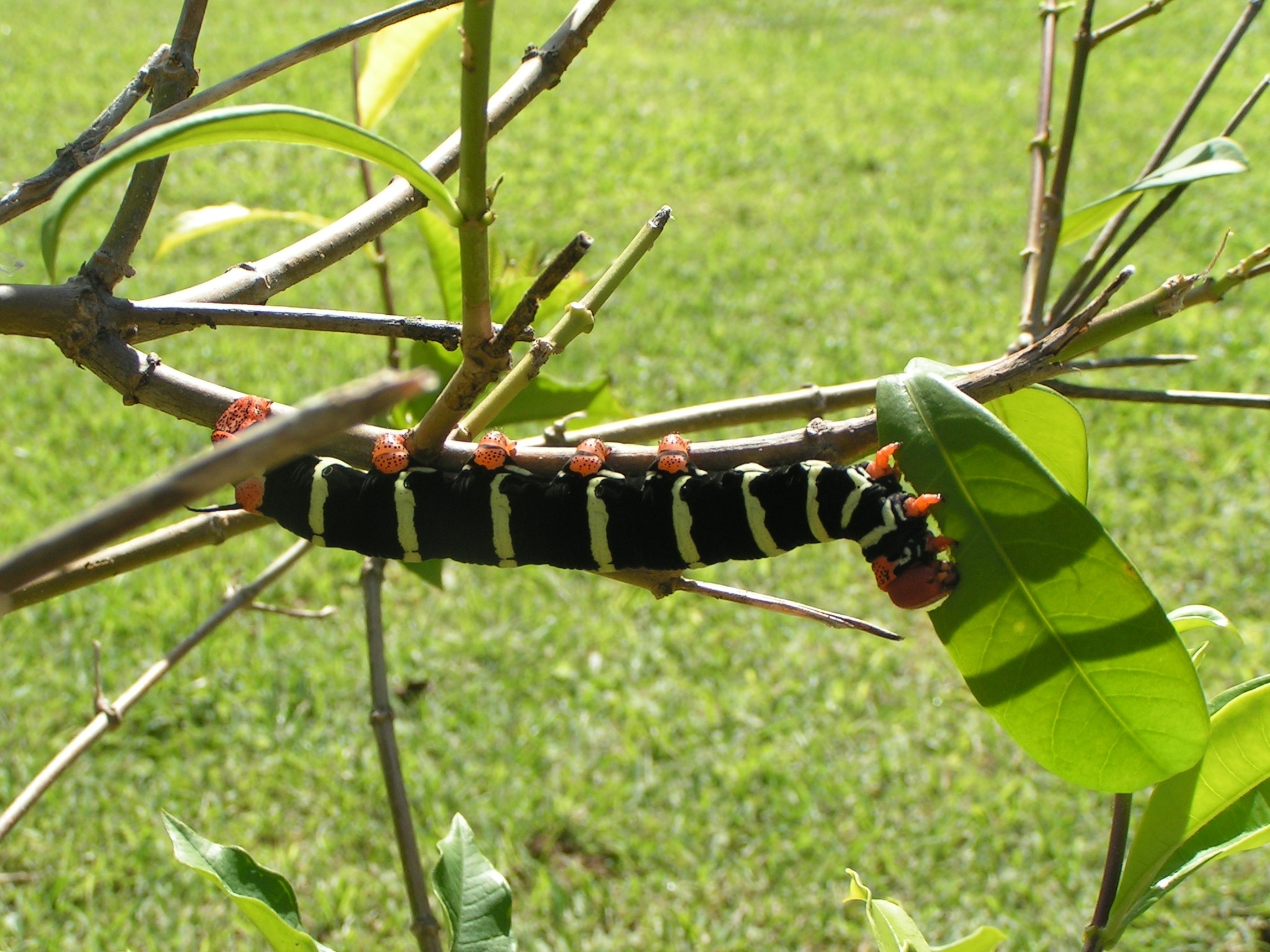 black and green caterpillar