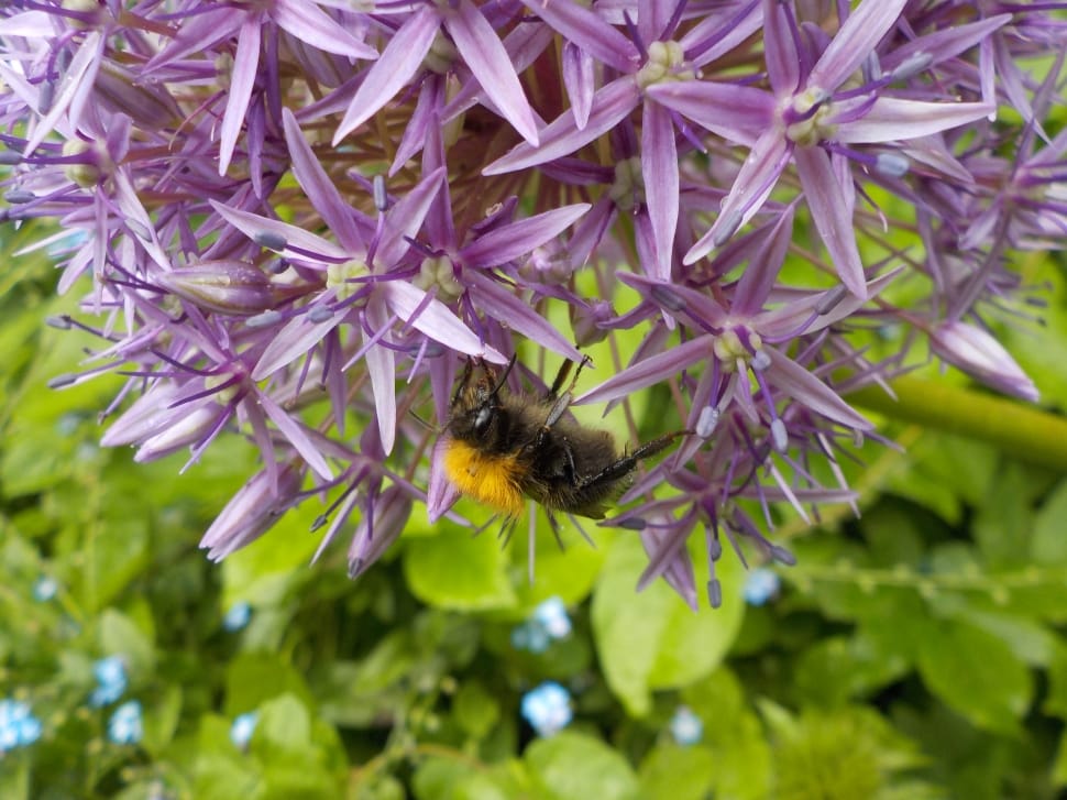 bumble bee and purple petaled flower preview