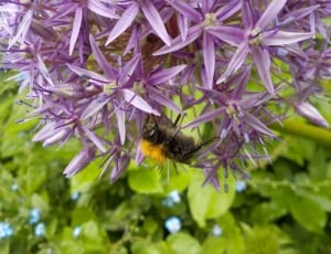 bumble bee and purple petaled flower thumbnail