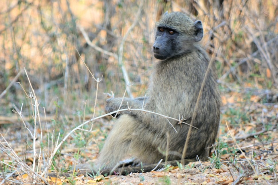 Baboon, Kruger Park South Africa, animals in the wild, one animal preview