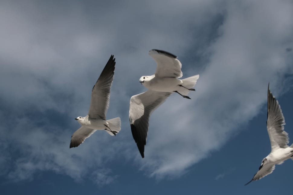 3 white and grey gulls preview