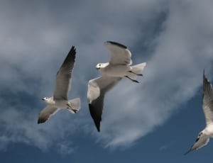 3 white and grey gulls thumbnail